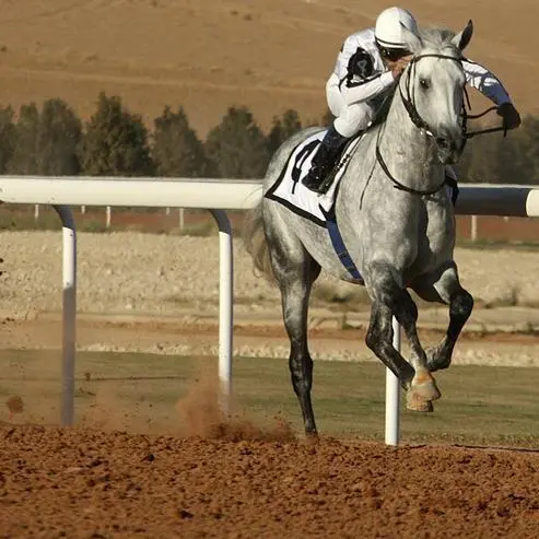 استعادة 100 رأس من الخيول العربية المُهربة إلى أميركا