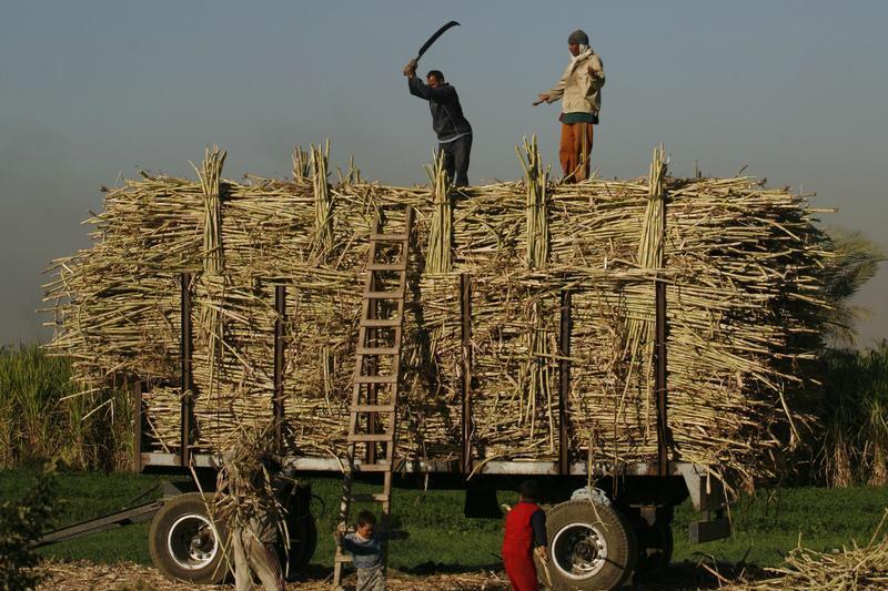 Egypt reviews sugar trade policy to ensure adequate market supply