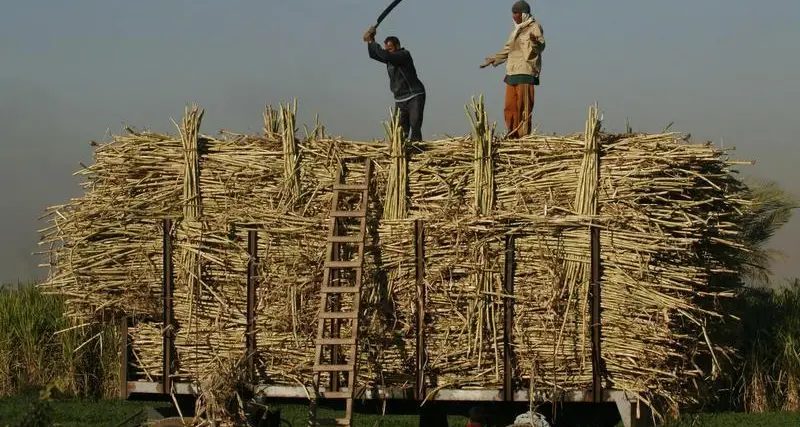 مصر تحقق رقما قياسيا في إنتاج المحاصيل السكرية في الموسم الحالي