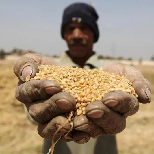 تجار: مصر تتلقى عروضا من 9 موردين في مناقصة لشراء القمح