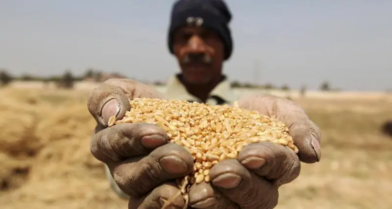 تجار: مصر تتلقى عروضا من 9 موردين في مناقصة لشراء القمح