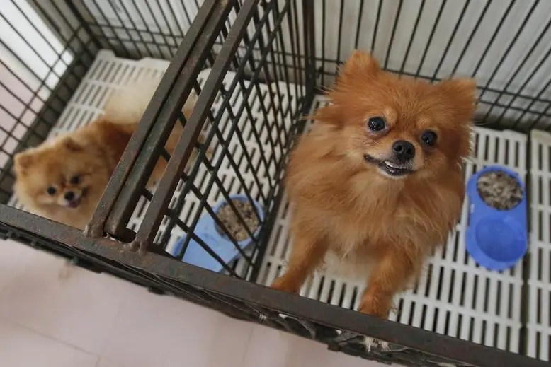 Pomeranian dogs are seen in their cages at a pet clinic in Hanoi October 4, 2013. REUTERS/Kham \\r\\nimage used for illustrative purpose , Reuters Images/Kham 