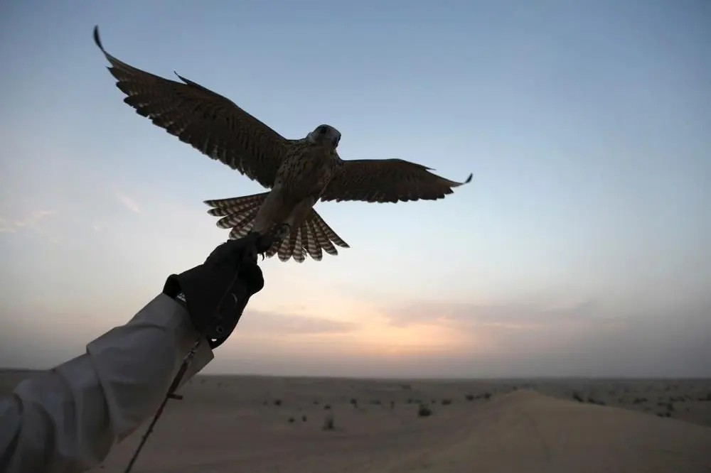 Image used for illustrative purposes. A trainer holds up a falcon in the desert in Dubai, February 1, 2012.  , Reuters Images/Mohamed Al-Sayaghi 