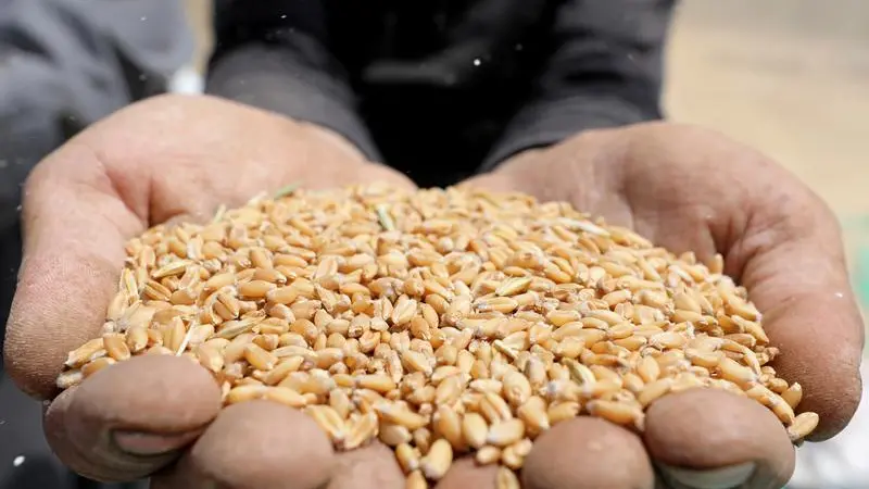 Feerum Egypt invests $33mln in new grain storage silo factory in East Port Said