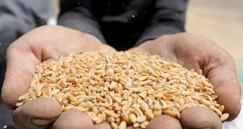 Feerum Egypt invests $33mln in new grain storage silo factory in East Port Said