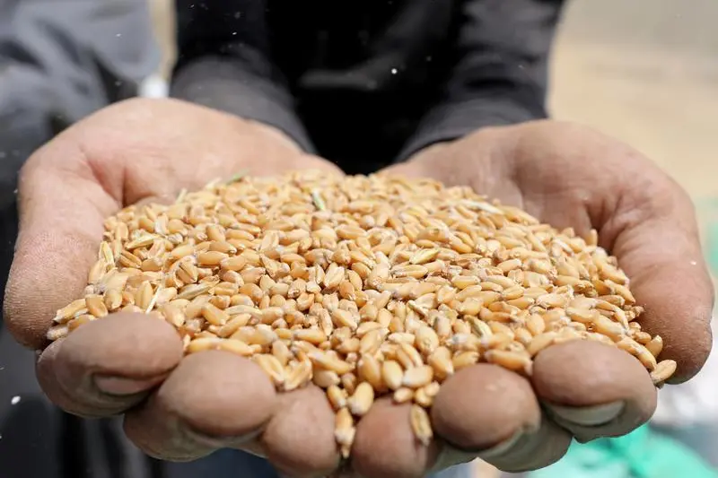 Egypt procured 900,000 tons of local wheat since April 13, supply ministry says