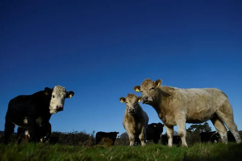 Reuters Images/Clodagh Kilcoyne 