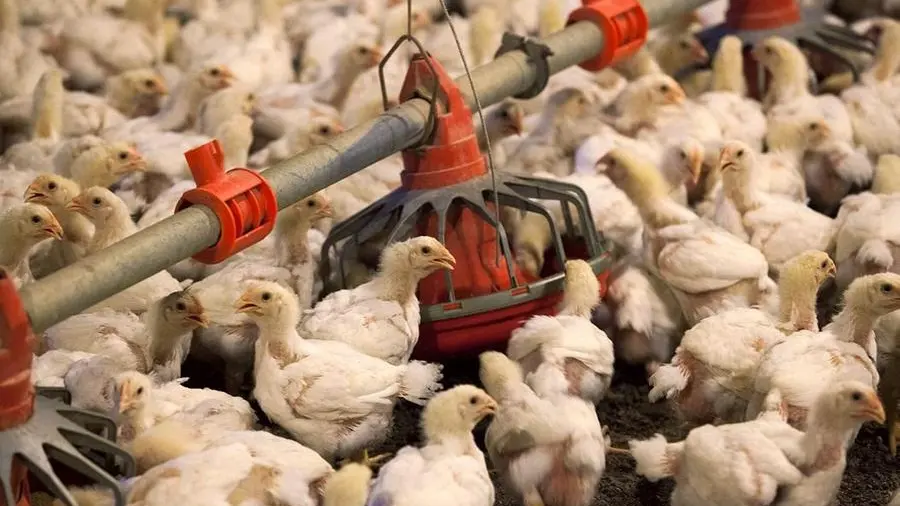 لقطة سريعة: المنصورة للدواجن المصرية تستهدف توسعات في 2026