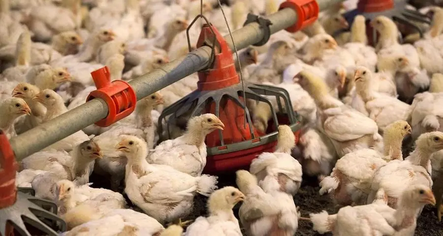 لقطة سريعة: المنصورة للدواجن المصرية تستهدف توسعات في 2026