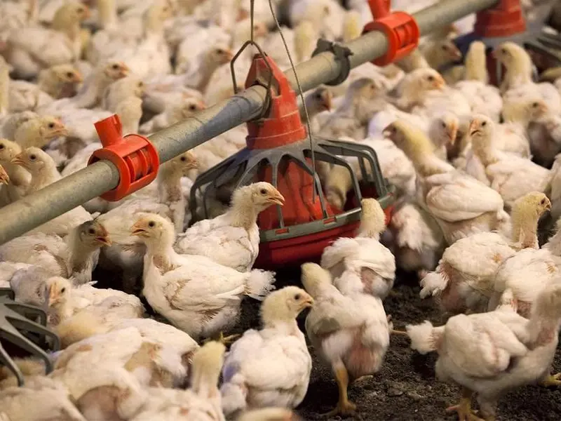 لقطة سريعة: المنصورة للدواجن المصرية تستهدف توسعات في 2026