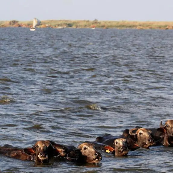 Egypt intensifies climate action ahead of COP30 in Brazil