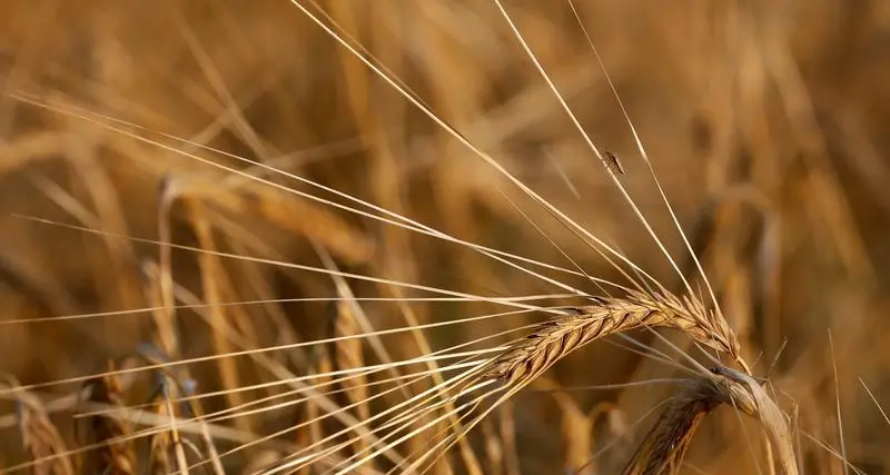 مؤسسة الحبوب السعودية تشتري القمح المزروع بدلا من الأعلاف الخضراء