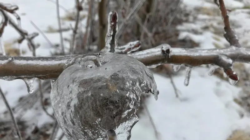 ghost apple ice