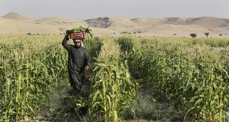 ارتفاع عدد السعوديين العاملين في مجالي الزراعة والصيد بنسبة 7 %