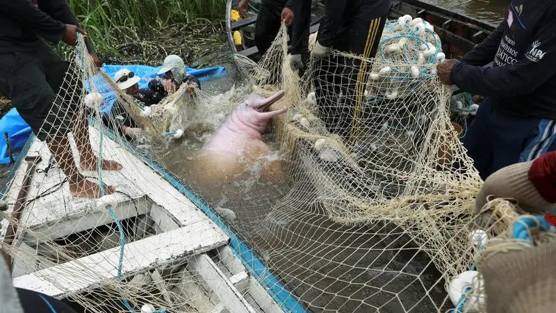 Fishing net pink discovering the world of water