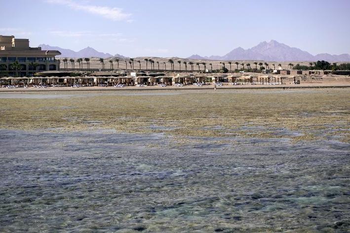 Egypt’s top Red Sea resort city developer in stake sale talks