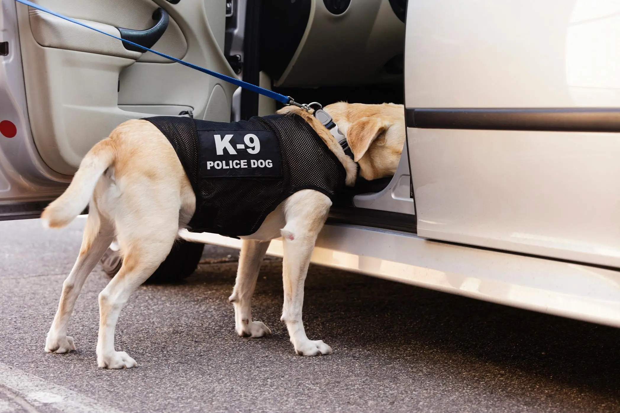 Led by the nose: Meet the UAE's COVID-19 sniffer dogs