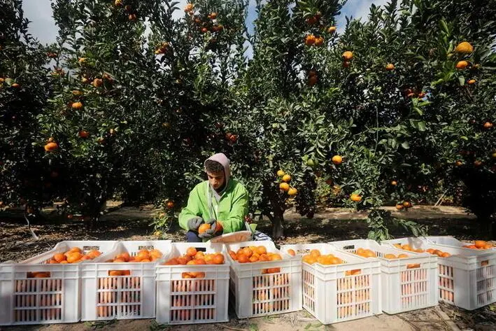 A worker collects oranges harvested at a farm in El Nobaria, northeast of Cairo, Egypt December 23, 2020.  , Reuters Images/Mohamed Abd El Ghany