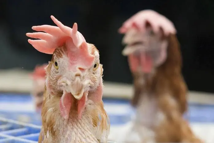 Chickens look out from their cages at the poultry section of Bangkok\\'s Klong Toey market February 4, 2008.  , Reuters Images/Adrees Latif   