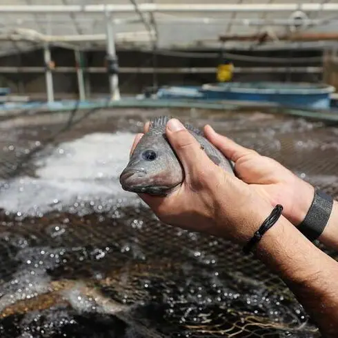 Fish prices in Egypt on August 27
