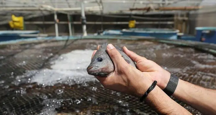 Egypt’s engazaat to invest $100mln in regional green utility projects