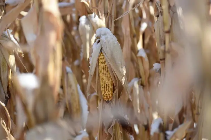 Reuters Images/Nicholas Pfosi